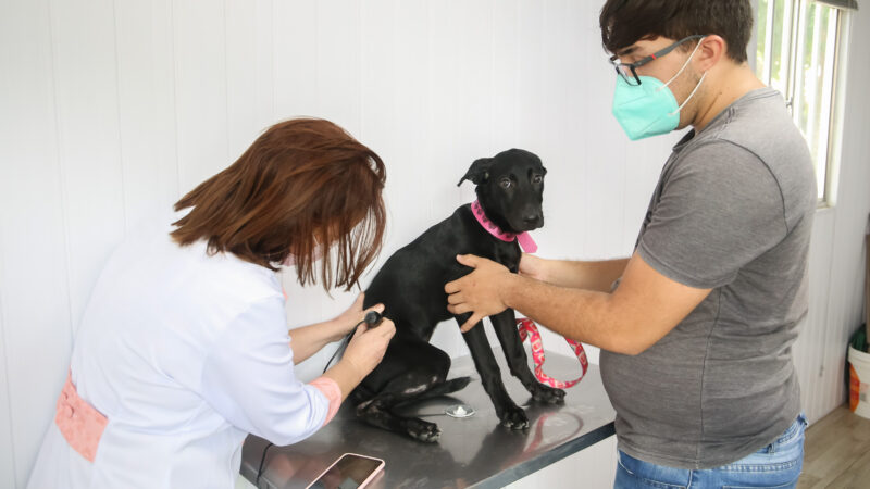 VetMóvel oferece consultas veterinárias e castrações no bairro João XXIII