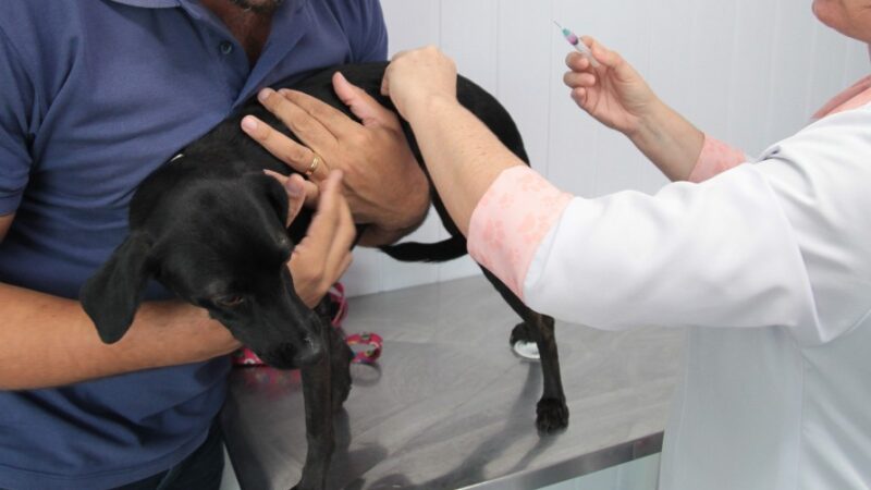 Raiva humana: Prefeitura alerta para doença infecciosa causada por animais silvestres e domésticos