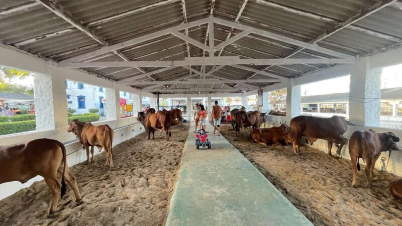 Expoece volta após dois anos com exposição de mais de quatro mil animais e complexo da Agricultura Familiar