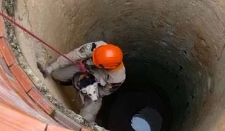 Corpo de Bombeiros resgata cão de cacimba em Itapipoca
