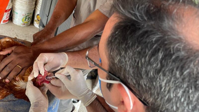 Adagri realiza inquéritos soroepidemiológicos em granjas para prevenir Influenza Aviária e Doença de Newcastle