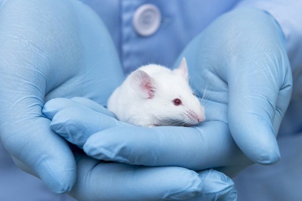 Resolução proíbe o uso de animais vertebrados em pesquisa e desenvolvimento de produtos de higiene pessoal