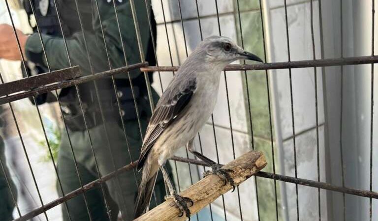 Em ações distintas, PMCE apreende 28 aves silvestres, gaiolas e munições na Capital e em Massapê