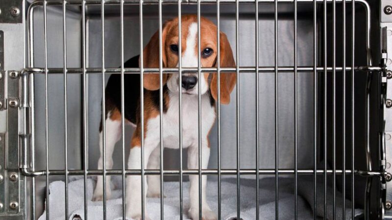 Projeto autoriza dedução no IR de doações para a proteção de animais