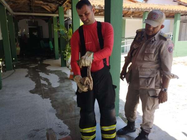 Serpente jiboia é resgatada pelos bombeiros militares em escola de Maranguape
