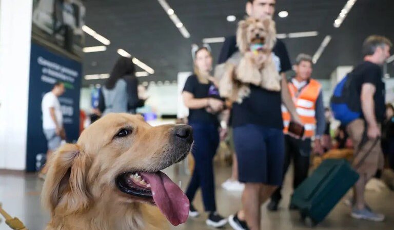 Governo Federal lança Plano de Transporte Aéreo de Animais