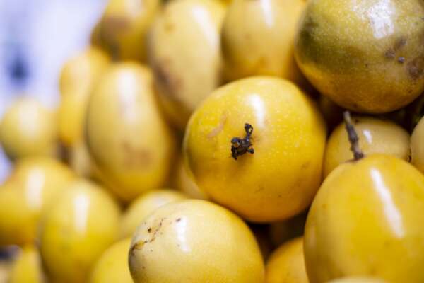 Preço da batata inglesa segue em queda na Ceasa em Maracanaú