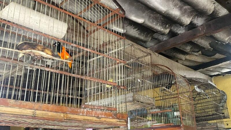 Homem é capturado em flagrante por maus-tratos animais e por manter aves silvestres em cativeiro