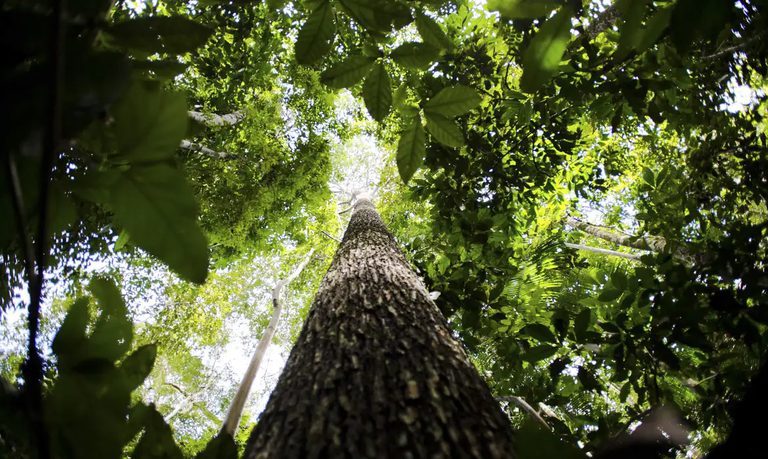 Com mais de R$ 1 bilhão em aprovações, Fundo Amazônia registra melhor semestre do histórico