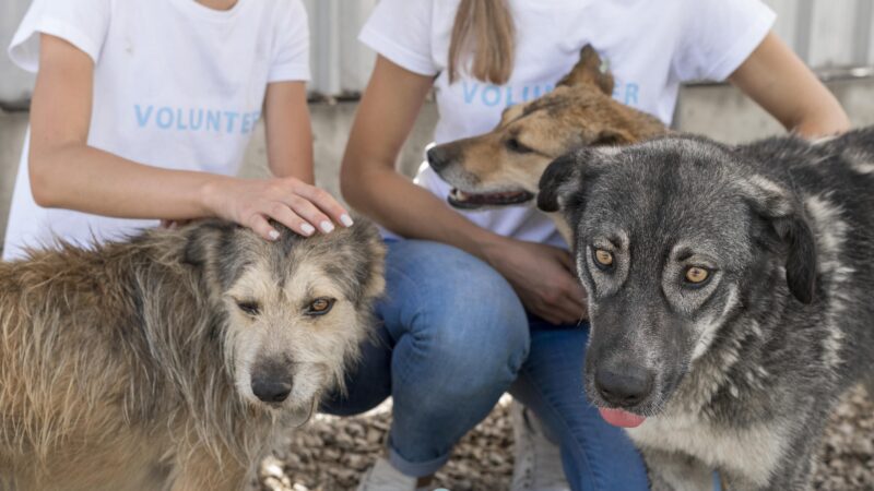 Projetos da Alece propõem fortalecimento de políticas de proteção animal no Ceará