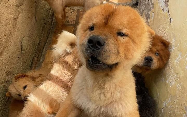 PCCE resgata 121 animais vítimas de maus-tratos mantidos em canil na cidade de Brejo Santo