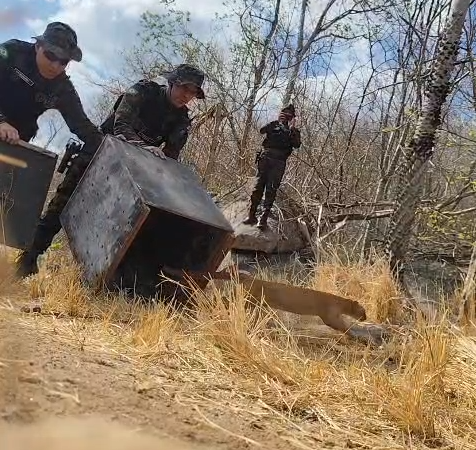 Gato-mourisco é resgatado pela Polícia Militar em Itapipoca