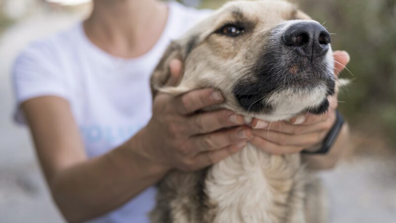 Projetos na Alece fortalecem políticas públicas de proteção animal no Estado