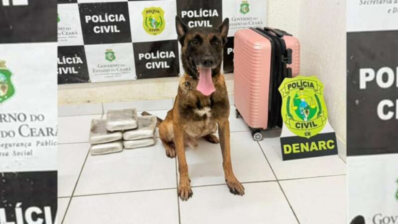 Com auxílio de cão farejador, Polícia Civil prende mulher e apreende quase 6 kg de drogas em Tauá
