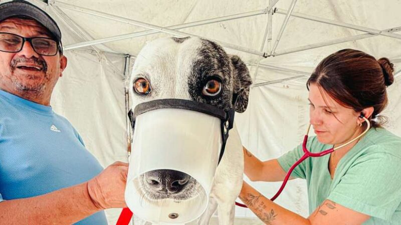 Governo do Ceará leva castrações gratuitas de cães e gatos ao Cariri com o Pet Ceará Móvel