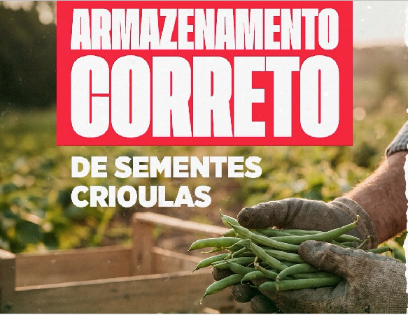Armazenamento correto de sementes crioulas: cuidados para preservar a qualidade e a biodiversidade